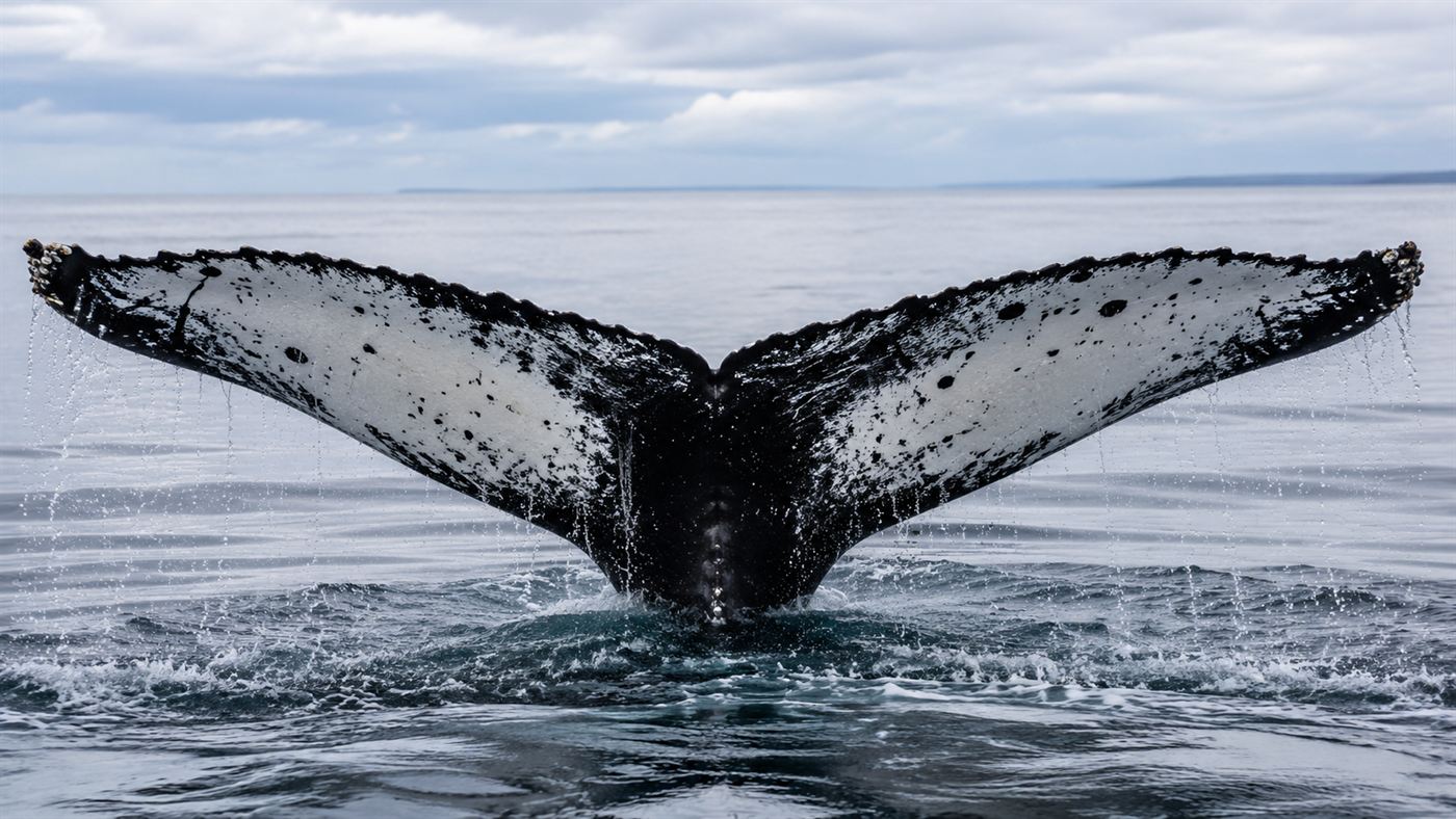 The raised tail fluke of a diving humpback whale showing the unique black and white pattern used to identify it