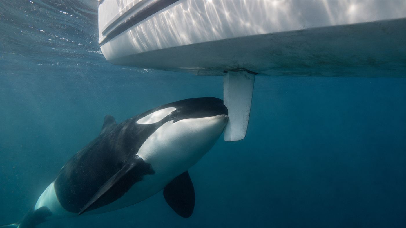 An orca pushing against the rudder under the stern of a sailboat, the focus of the Iberian orca behavior