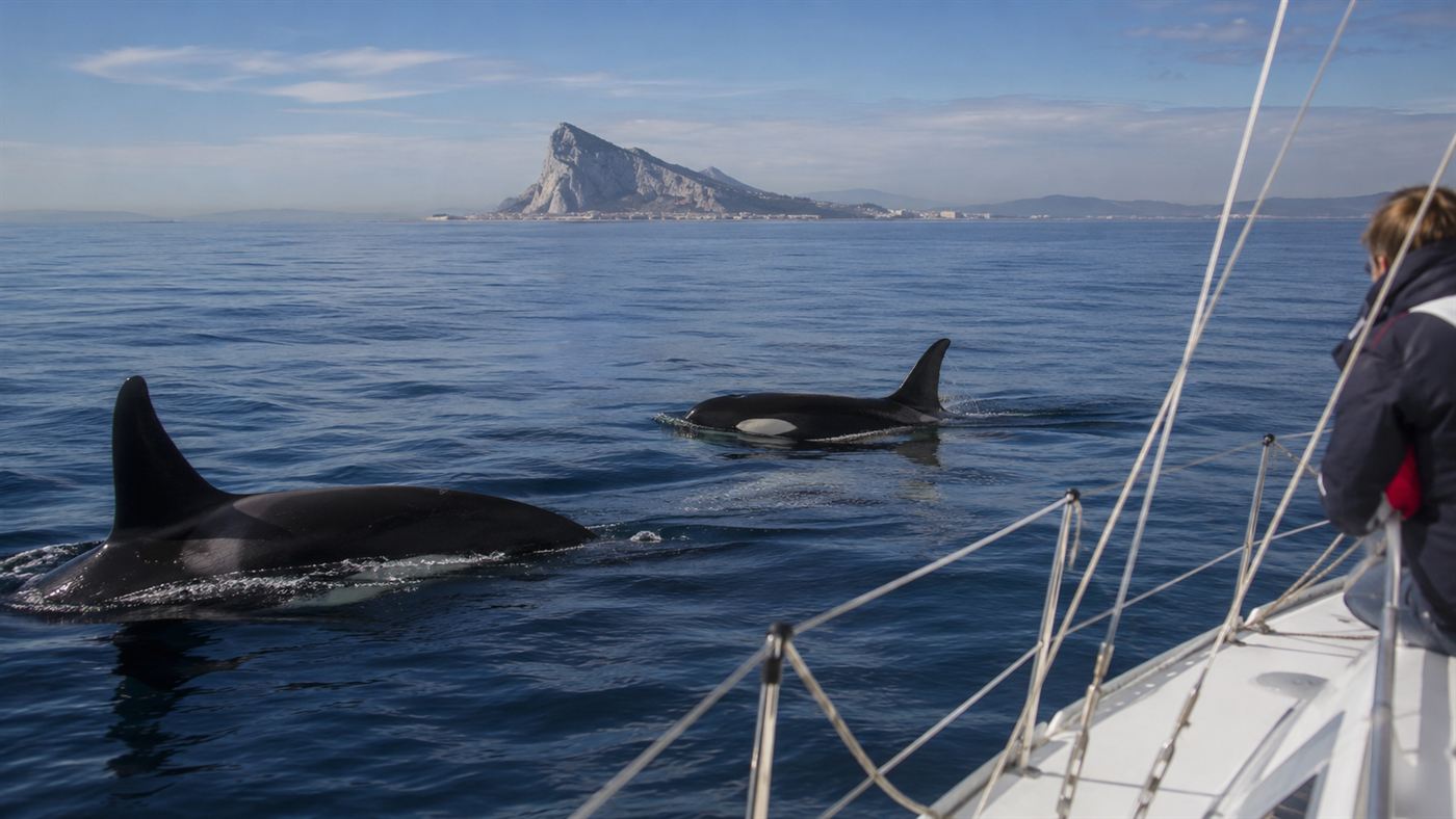 Iberian orcas surfacing close to a small sailboat in the Strait of Gibraltar