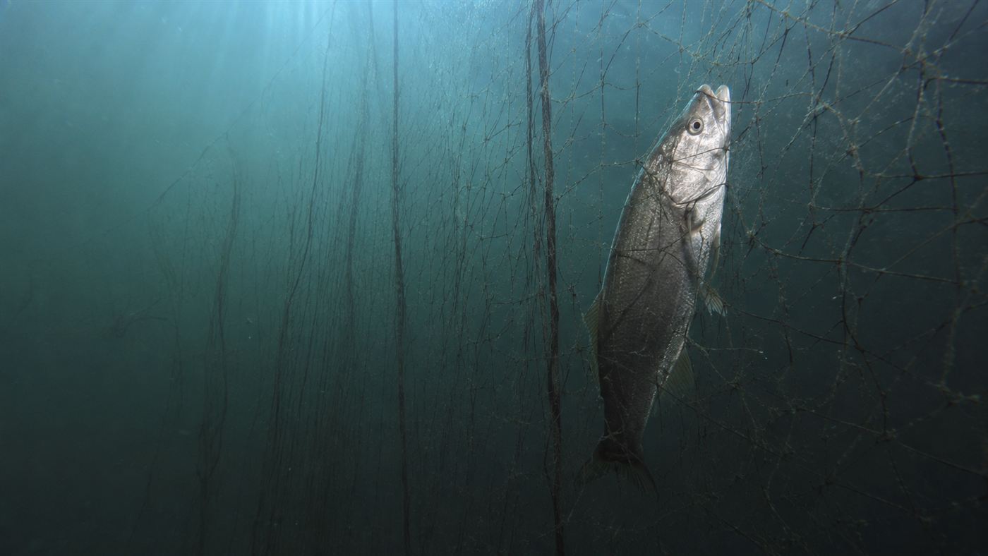 A ghostly illegal gillnet hanging underwater with a large fish tangled in it