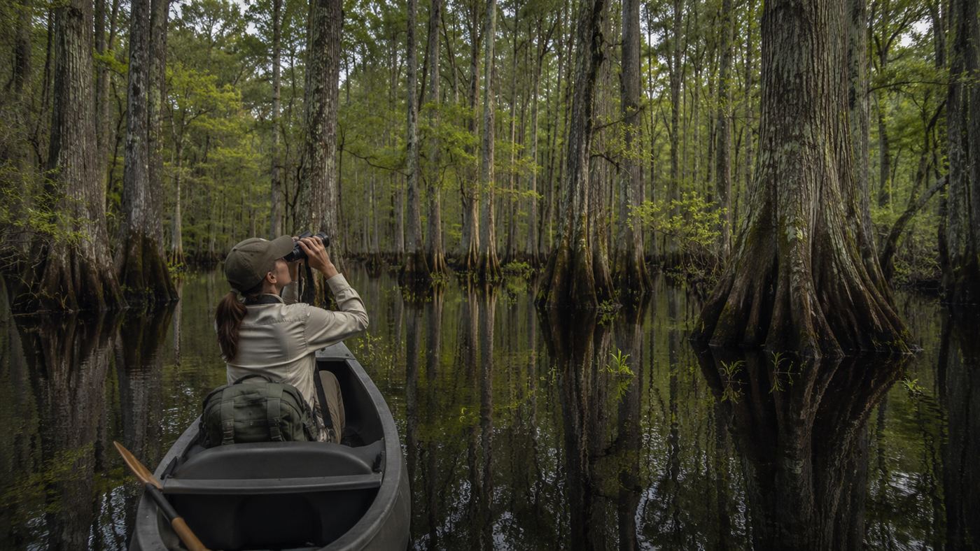 A birdwatcher in a canoe scanning a flooded Southern forest for the ivory-billed woodpecker