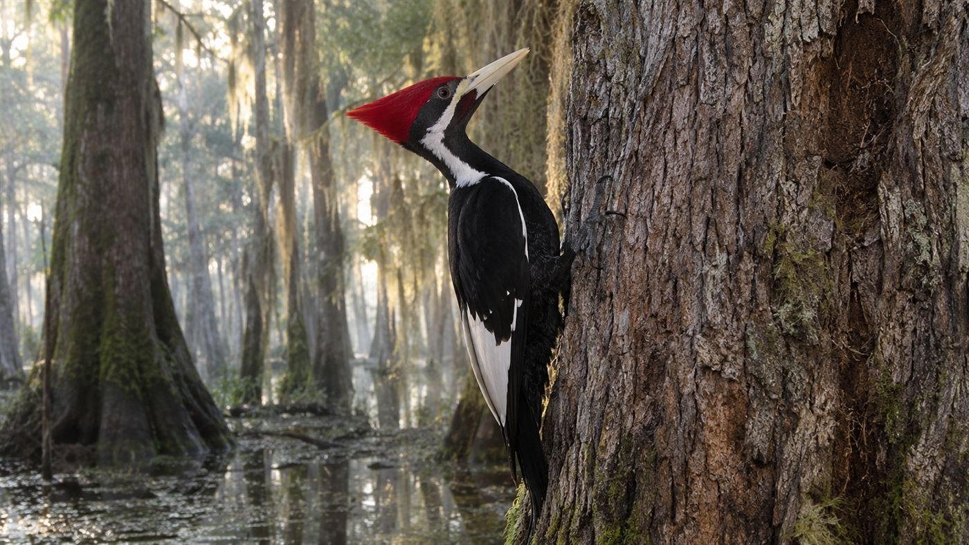 An ivory-billed woodpecker, the Lord God Bird, clinging to a tree in a Southern old-growth bottomland forest