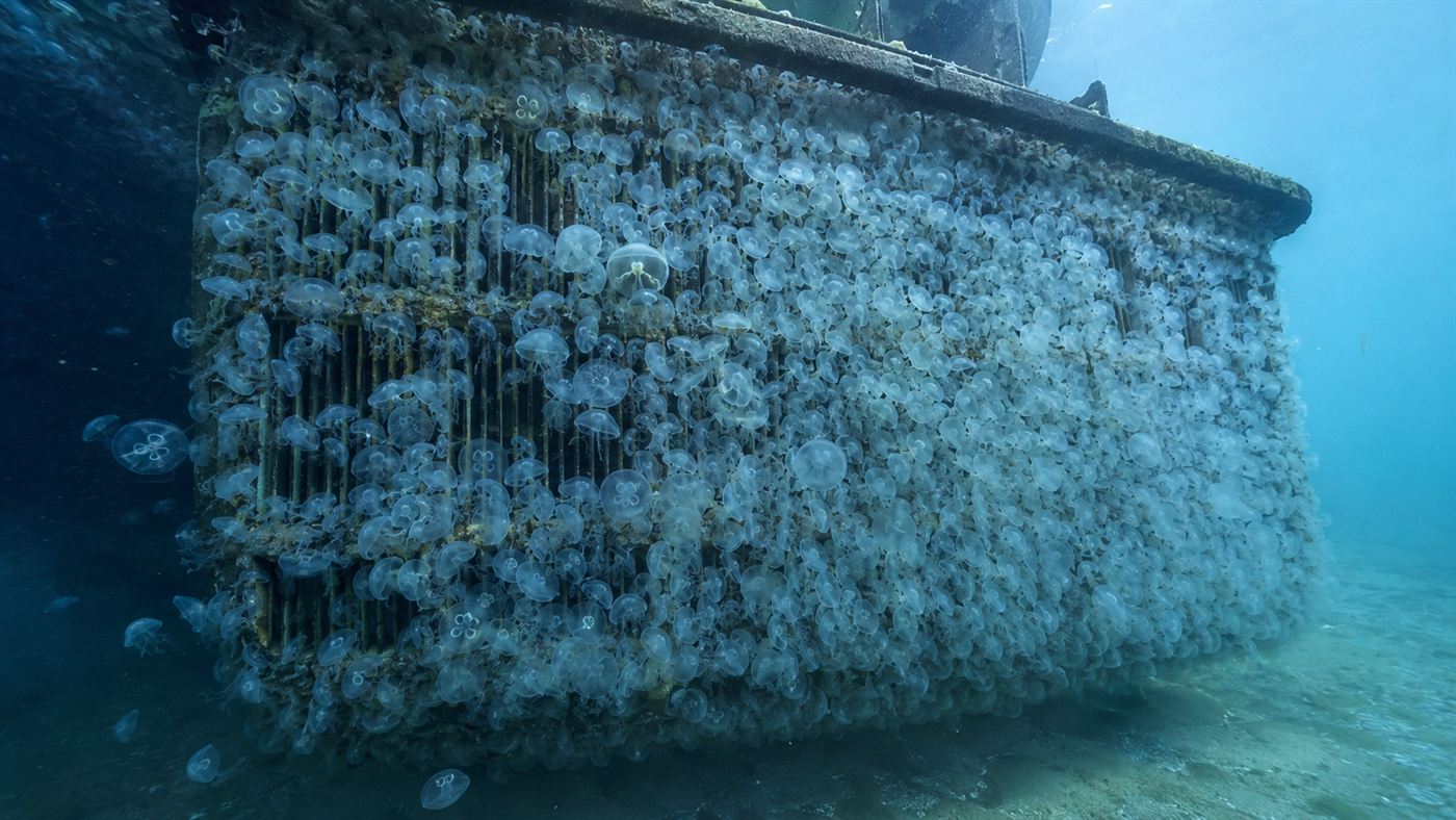 A swarm of moon jellyfish clogging the steel cooling water intake screen of a coastal power plant