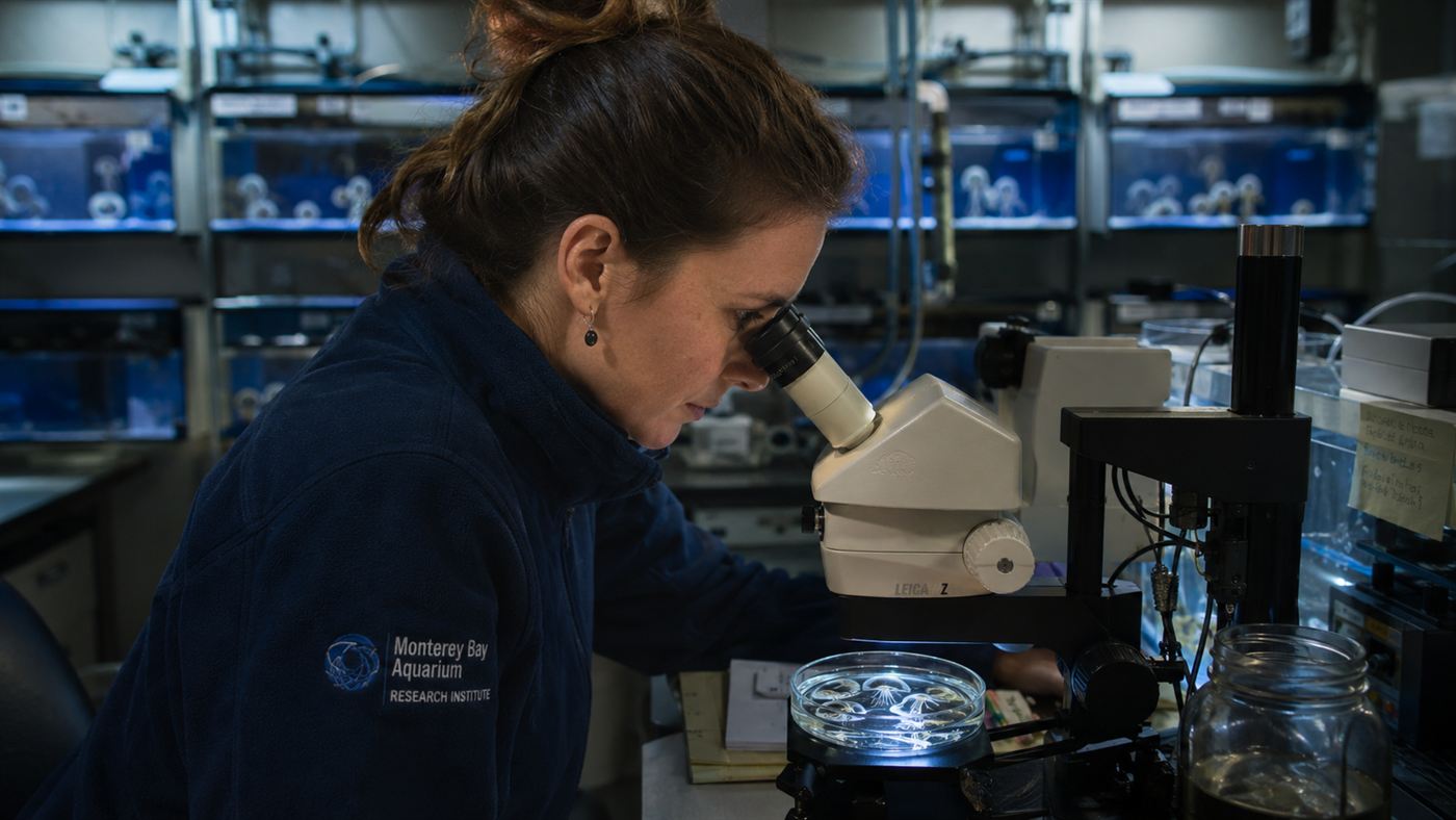 A marine biologist studying tiny Turritopsis jellyfish under a microscope in a lab