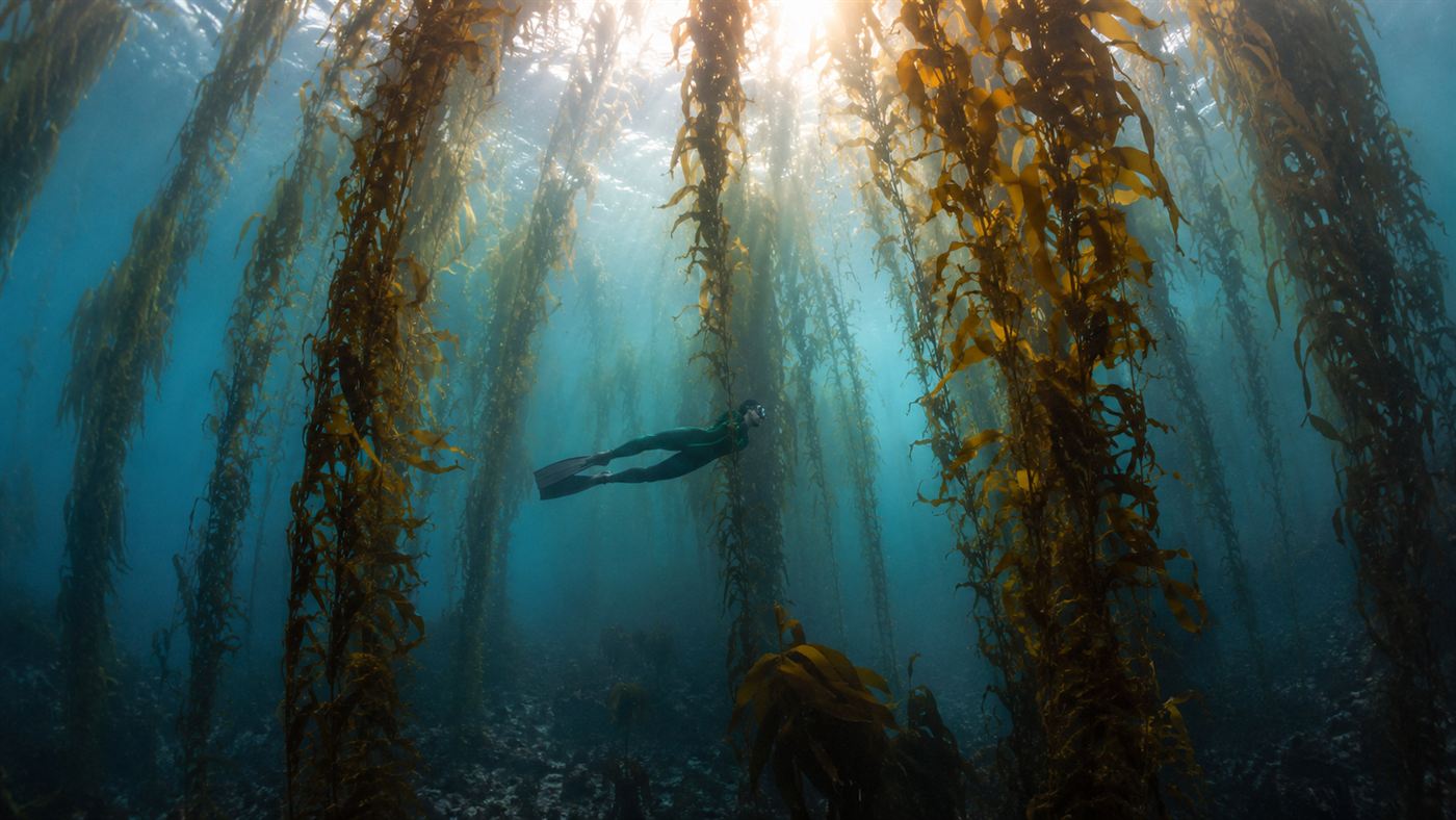 A freediver gliding through a golden kelp forest reaching toward the surface light
