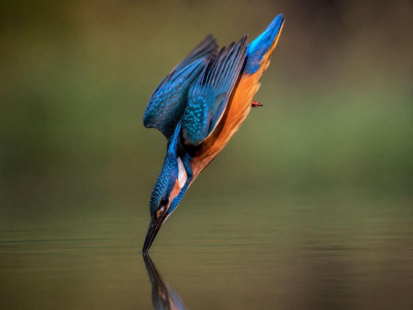 A kingfisher diving beak-first toward water with barely a splash, the shape that inspired the bullet train nose