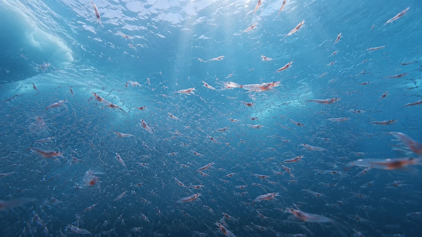 A dense swarm of tiny pink Antarctic krill drifting in cold blue ocean water