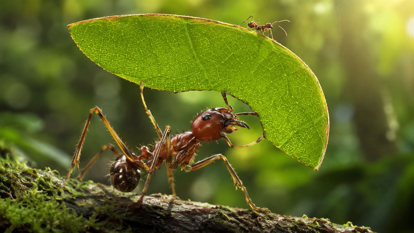 Extreme close-up of a single leafcutter ant carrying a large green leaf fragment with a much smaller hitchhiker ant riding on top of the leaf