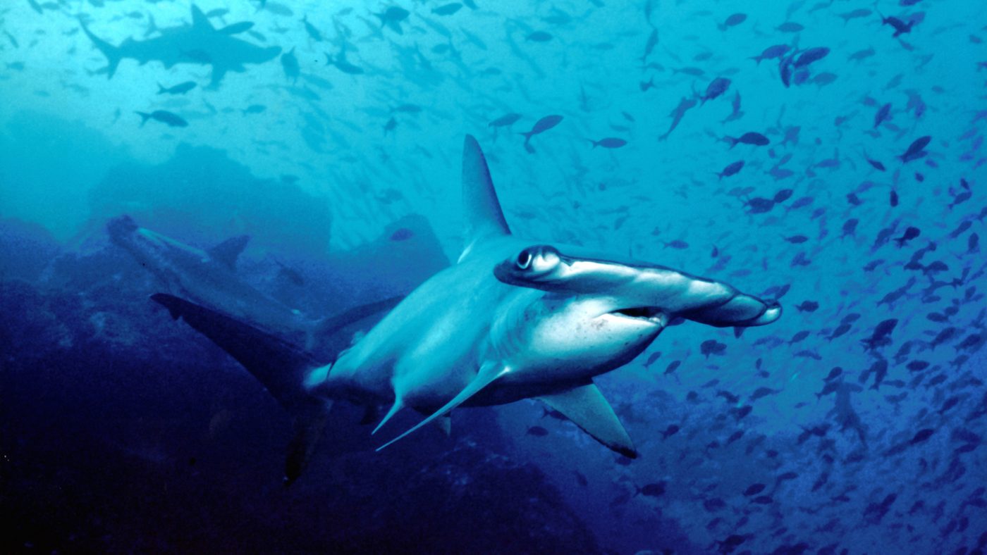 Tubarão-martelo-recortado (Sphyrna lewini), um dos peixes marinhos ameaçados de extinção na lista atualizada pelo Ministério do Meio Ambiente