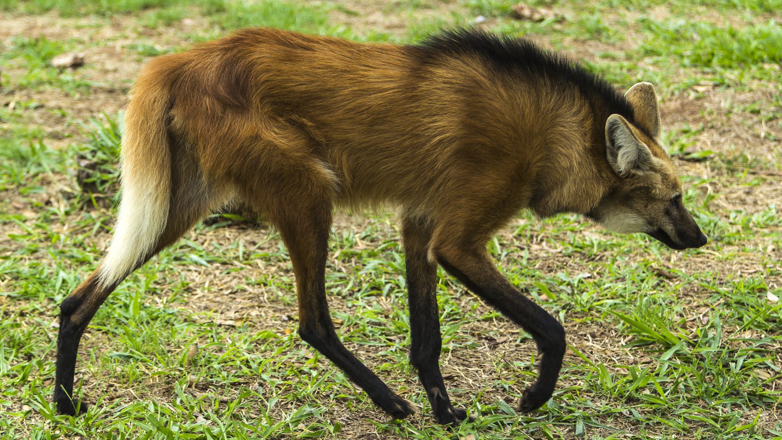 lobo-guará e lobeira: lobo-guará caminhando sobre grama, com a pelagem alaranjada e as pernas longas e escuras características da espécie.