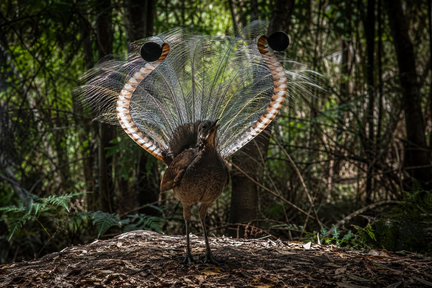 A male superb lyrebird displaying, with its lacy silver lyre-shaped tail fanned forward over its head