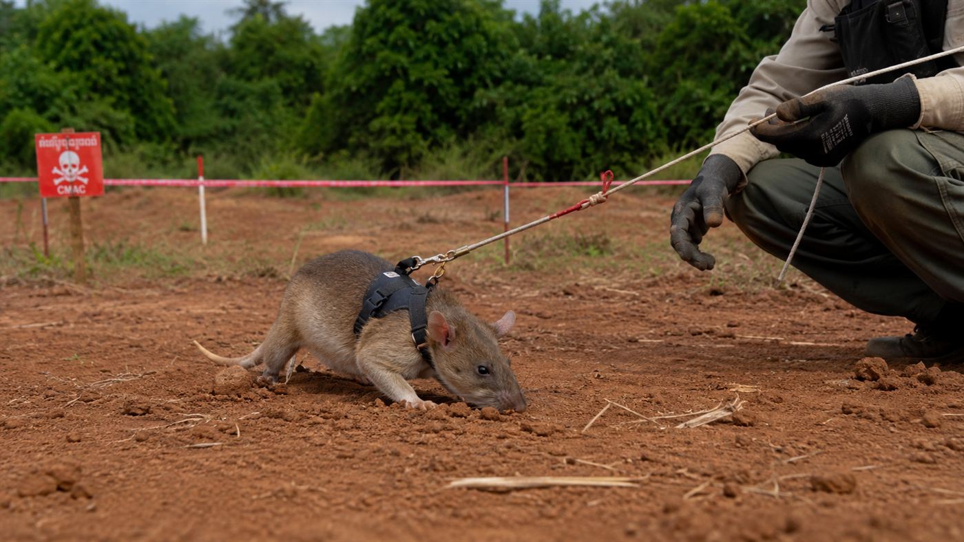 Magawa, an African giant pouched rat in a harness, sniffing the red earth of a Cambodian field