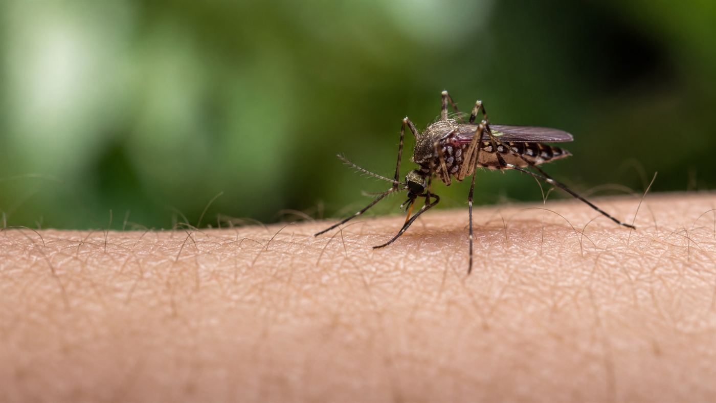A close-up macro photograph of a mosquito on human skin, the insect that spreads malaria