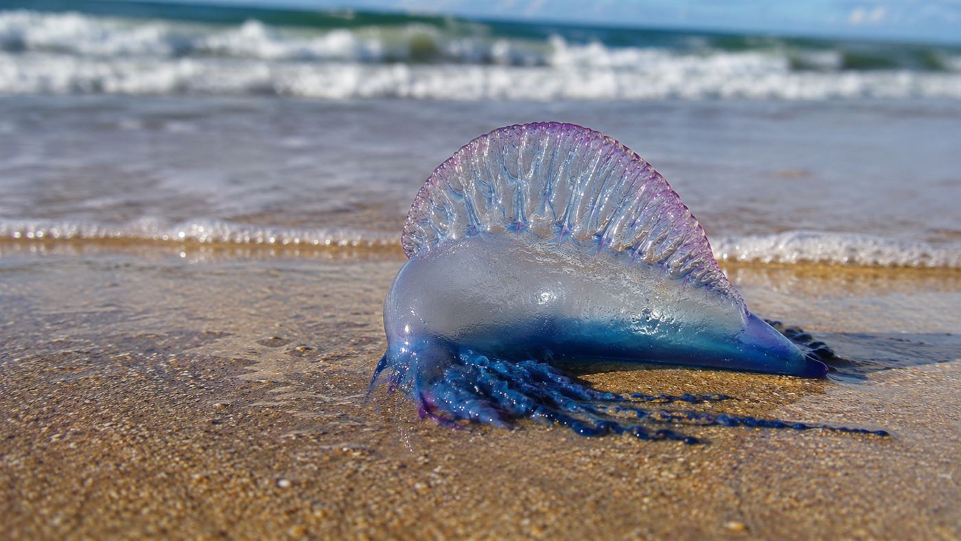 A stranded Portuguese man o' war, a translucent blue gas float, washed up on wet golden beach sand