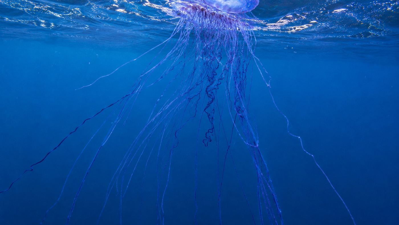 The long fine blue-violet stinging tentacles of a Portuguese man o' war trailing down into clear ocean water