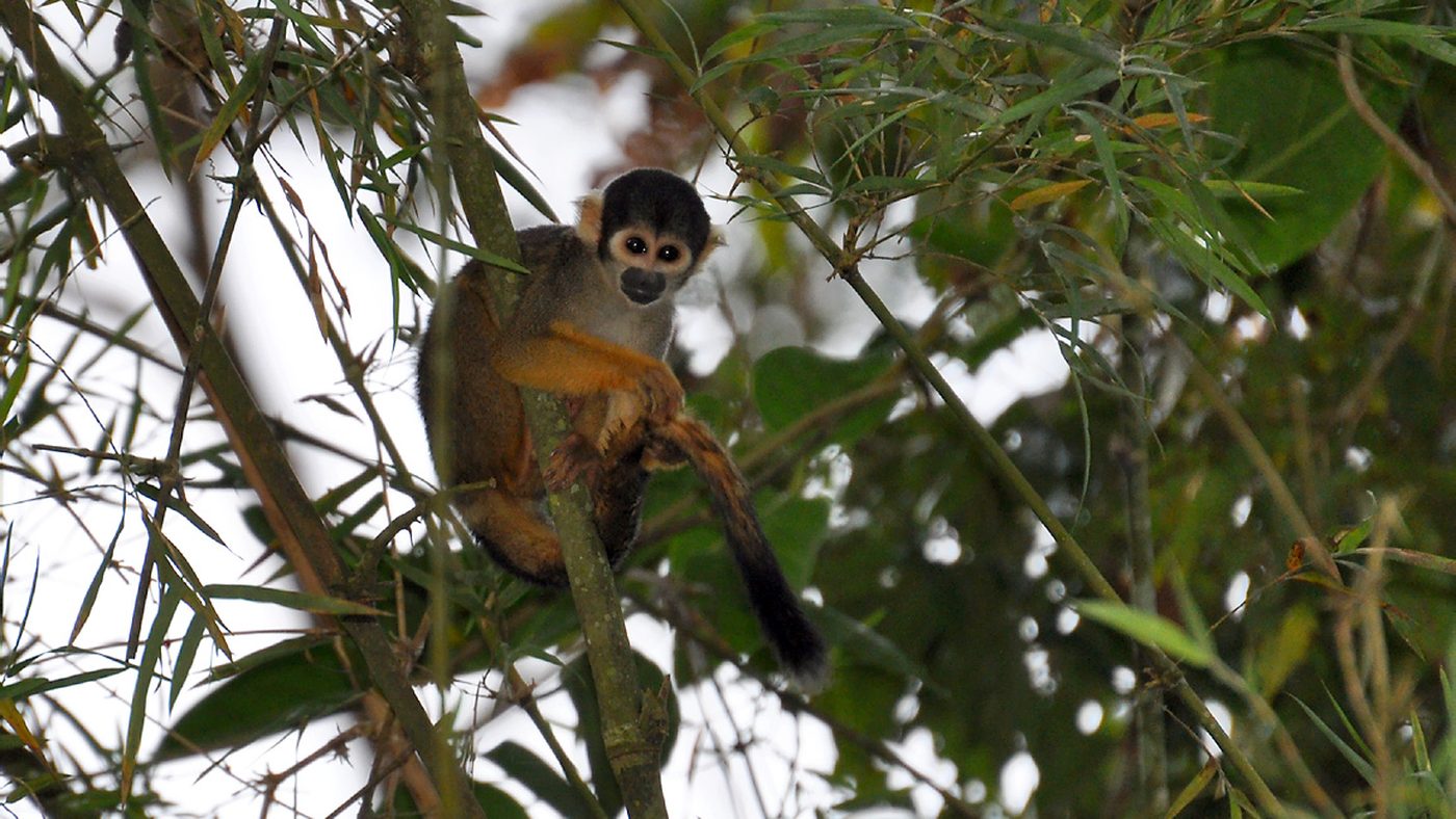 Macaco-de-cheiro-de-cabeça-preta de coroa preta em galho na Amazônia