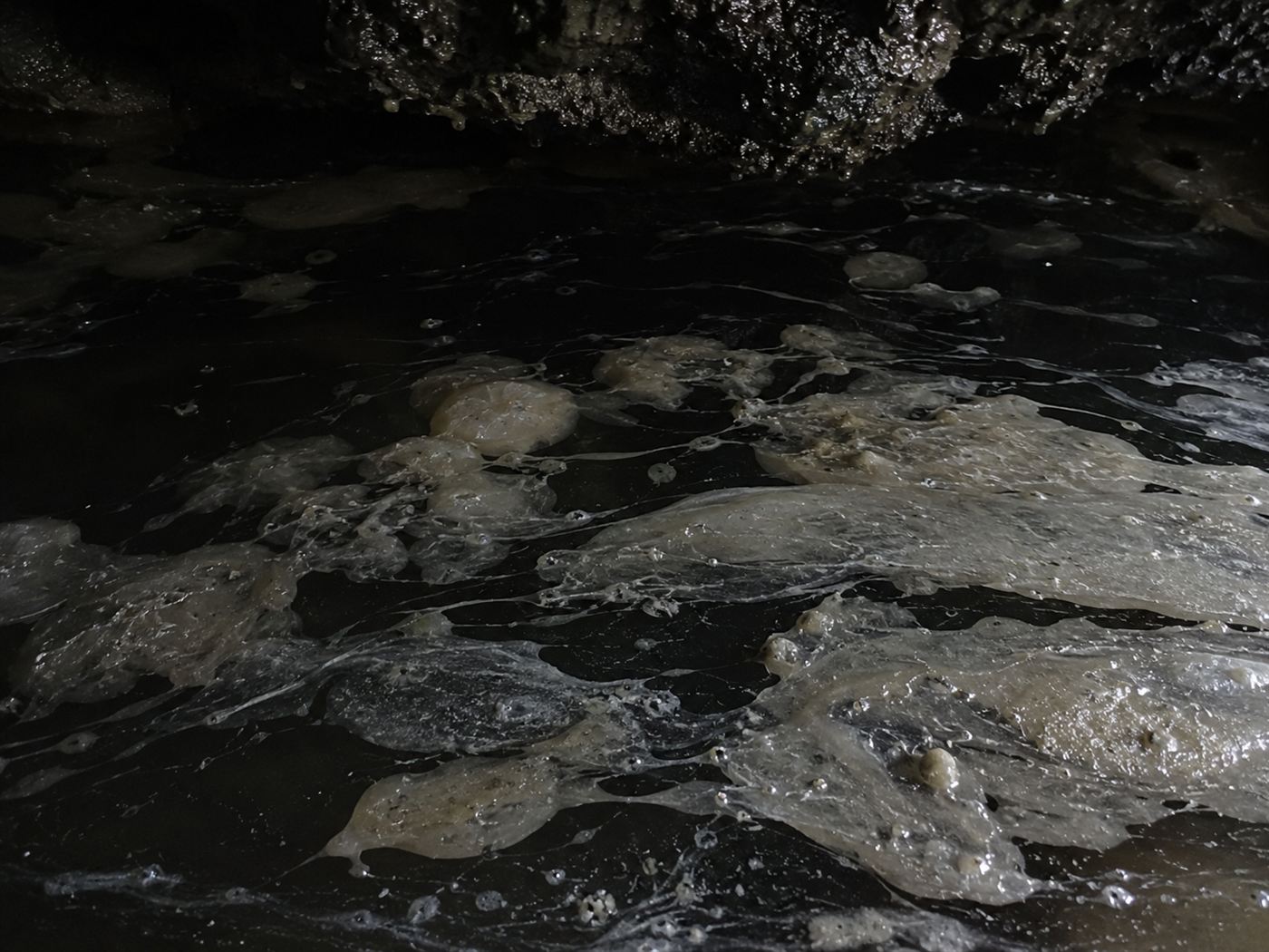 Pale microbial mats floating on dark water in Movile Cave, the base of its chemosynthesis food web
