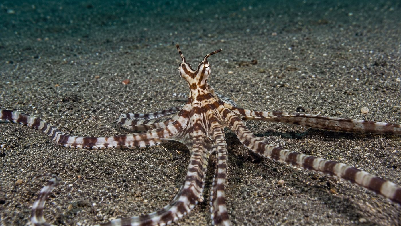A brown-and-white striped mimic octopus with long slender arms on an open sandy seabed in murky tropical water