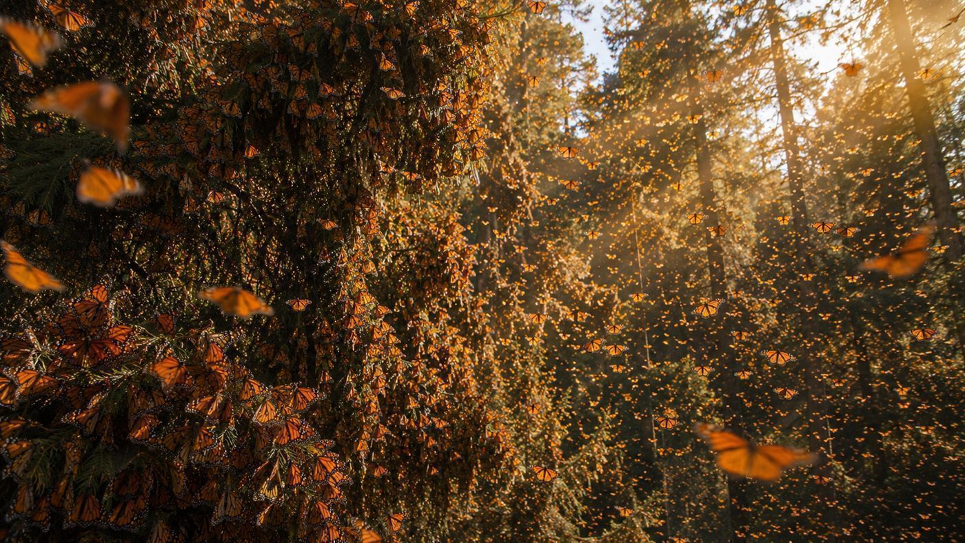 Millions of monarch butterflies blanketing the fir trees of a Mexican forest where they overwinter