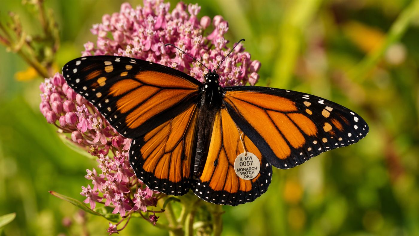 A monarch butterfly on a flower with a small research tag attached to its wing