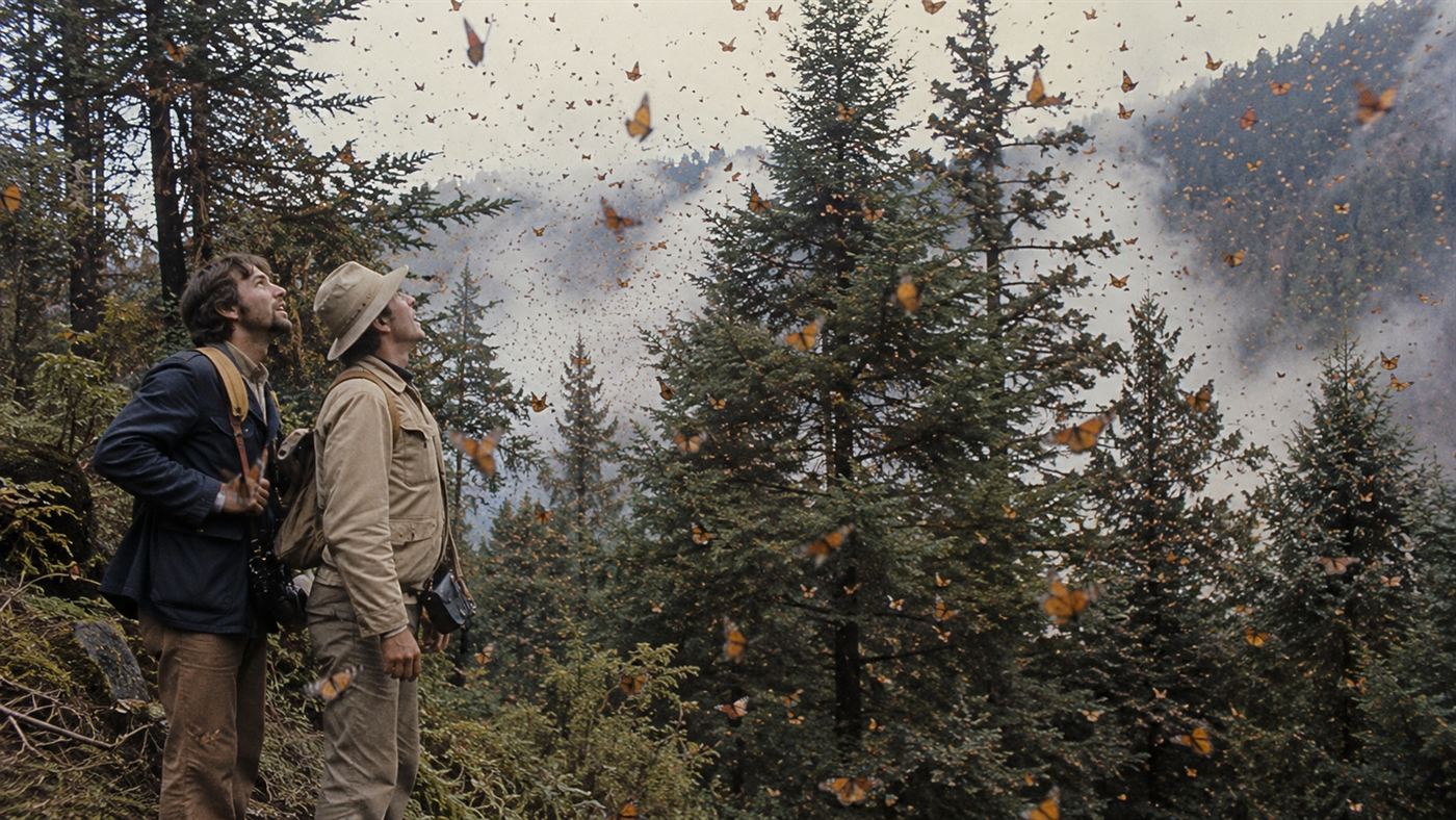 Two explorers on a misty Mexican mountainside in 1975 looking up at clouds of monarch butterflies