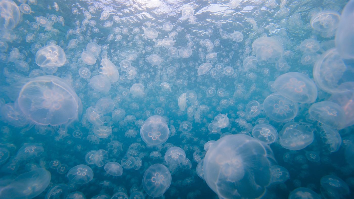 A massive bloom of translucent moon jellyfish filling sunlit ocean water near the surface