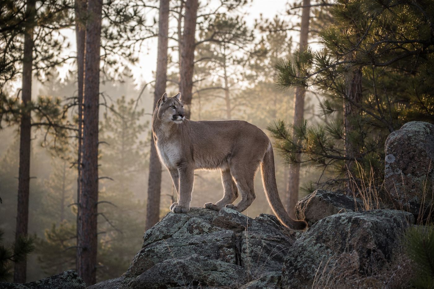 A mountain lion standing alert on a rocky ledge in a ponderosa pine forest at dawn in Arizona
