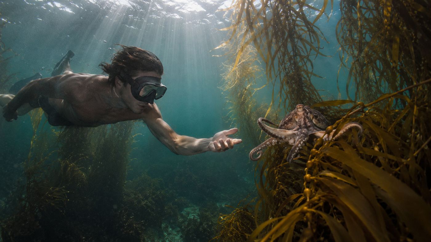 A freediver reaching toward a wild octopus in a sunlit kelp forest, the scene from My Octopus Teacher