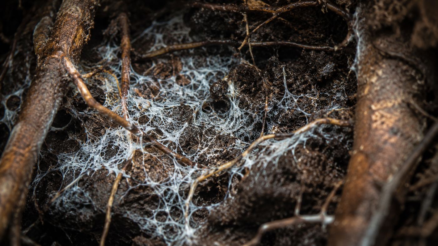 A close-up of mycorrhizal networks, pale fungal threads in dark forest soil around tree roots