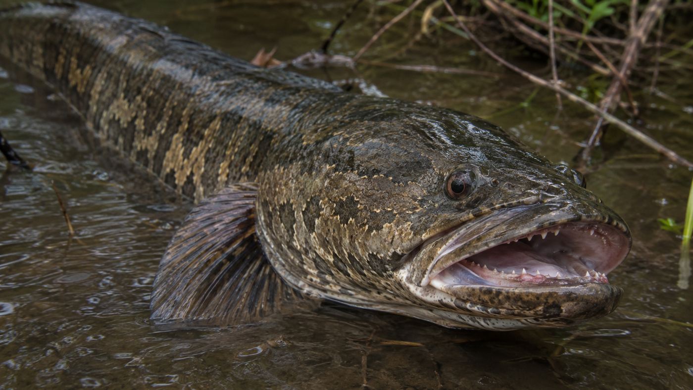 A large mottled brown northern snakehead fish with a long body and sharp teeth in shallow water