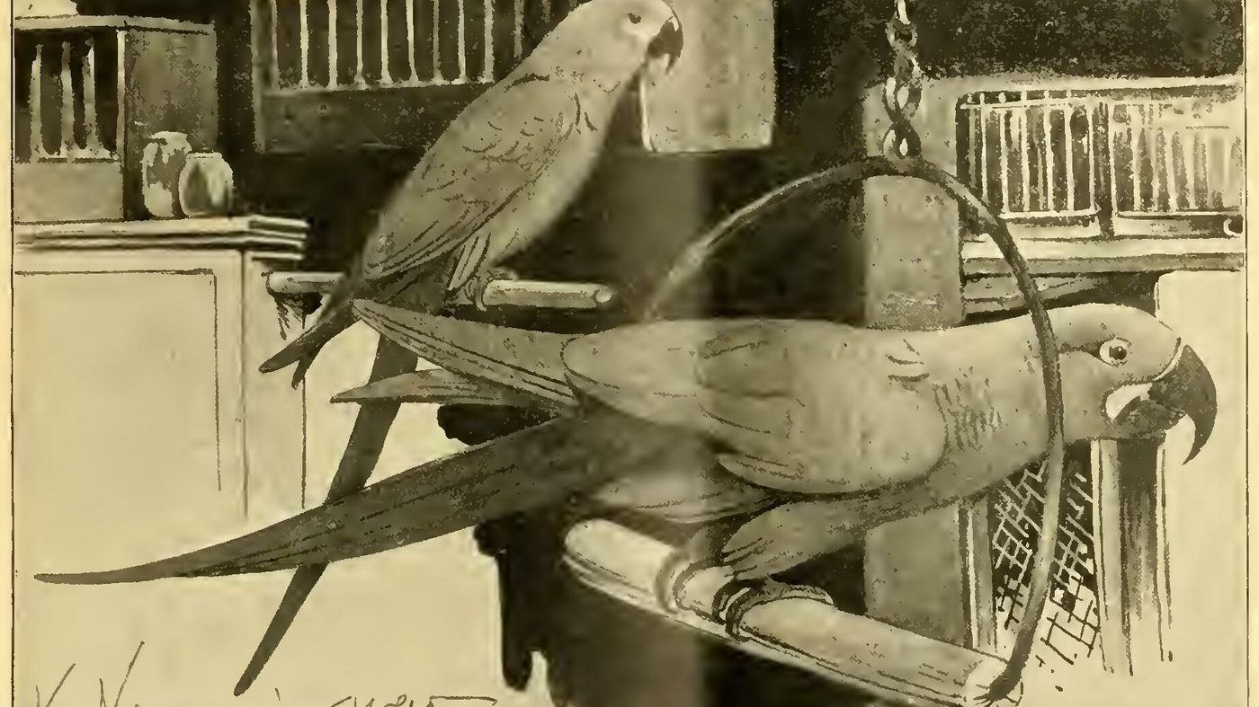 Ilustração de 1895 mostrando a ararinha-azul e a arara-azul-pequena, duas espécies hoje extintas ou quase extintas no Brasil