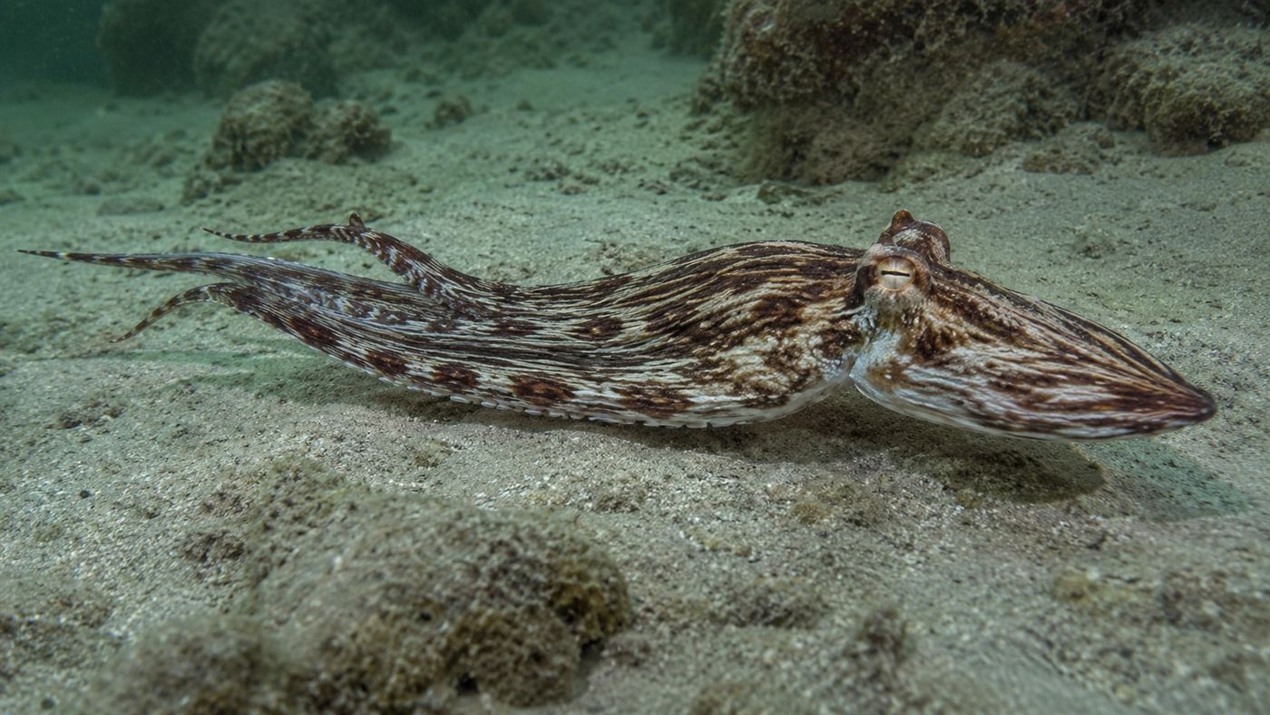 An octopus flattening its striped body and trailing its arms behind it to glide over the sandy seabed like a flatfish
