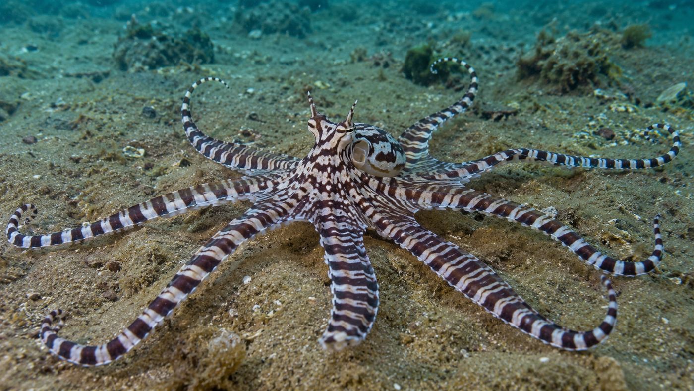 A striped octopus with its arms spread out radially over an exposed muddy sandy seabed in shallow tropical water