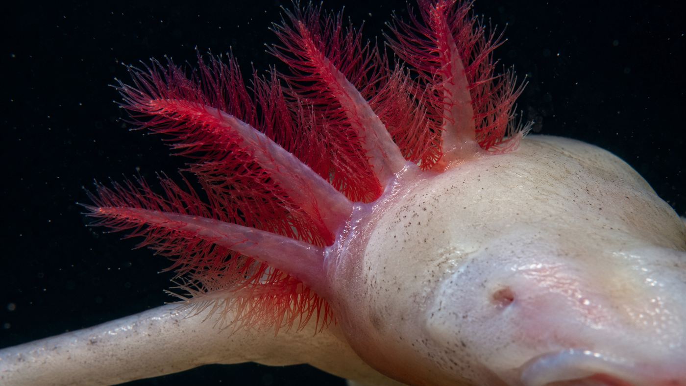 Close-up of the feathery red external gills behind the head of an olm cave salamander