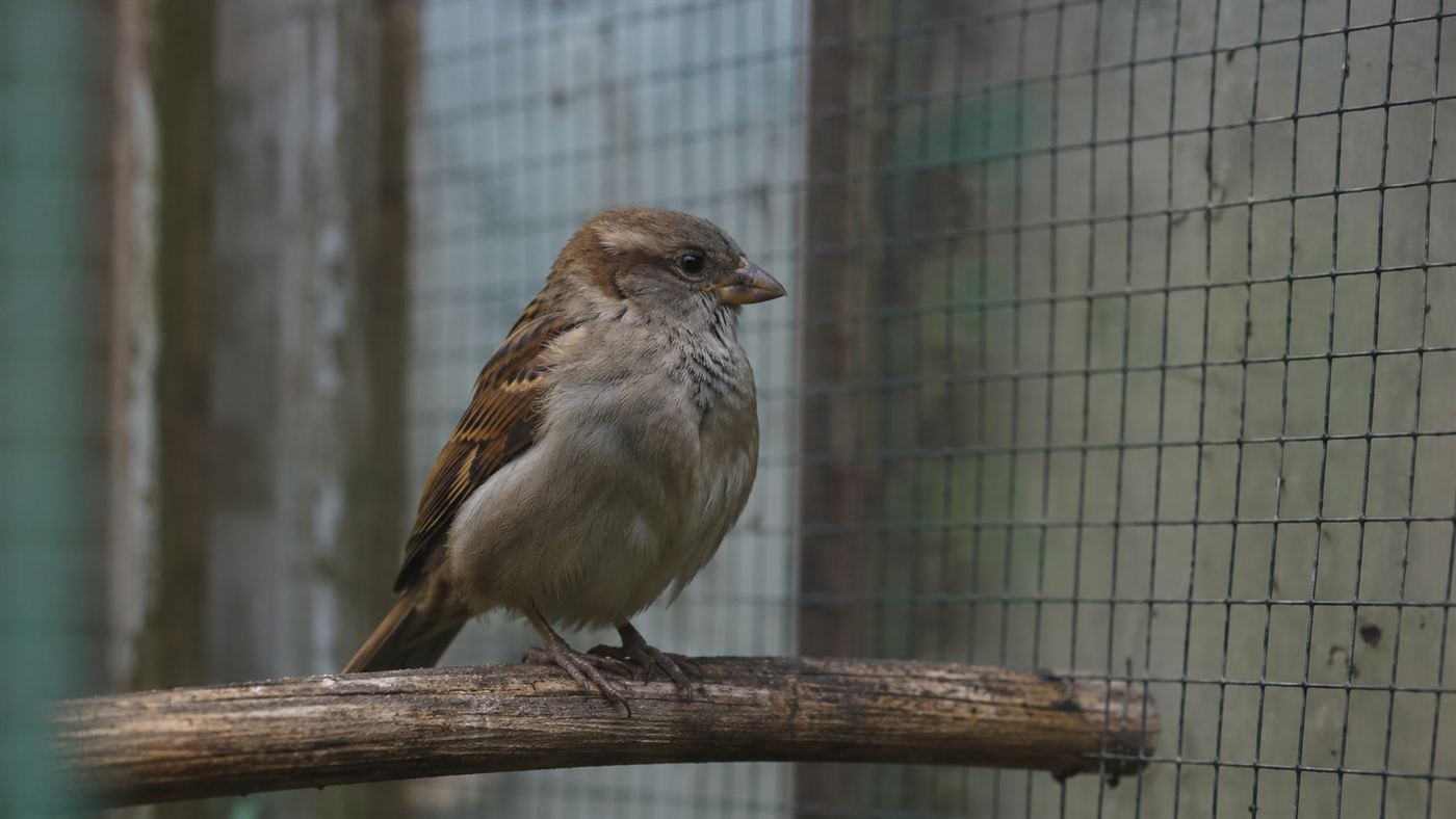A single small sparrow perched alone inside a wire enclosure, evoking the last of its kind