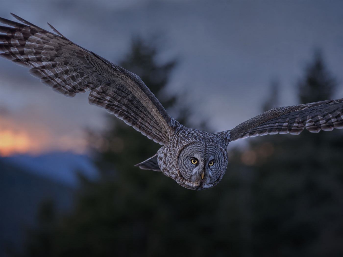 An owl gliding silently at dusk, its serrated wing feathers the model for the quiet pantograph