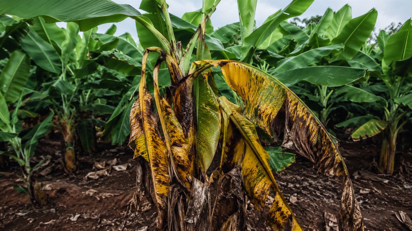 A banana plant with yellowing, wilting leaves collapsing from Panama disease in a plantation