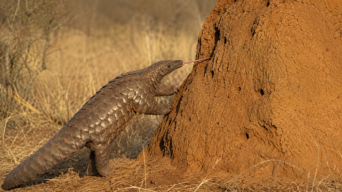 A pangolin feeding at a termite mound, its long tongue extended to reach insects