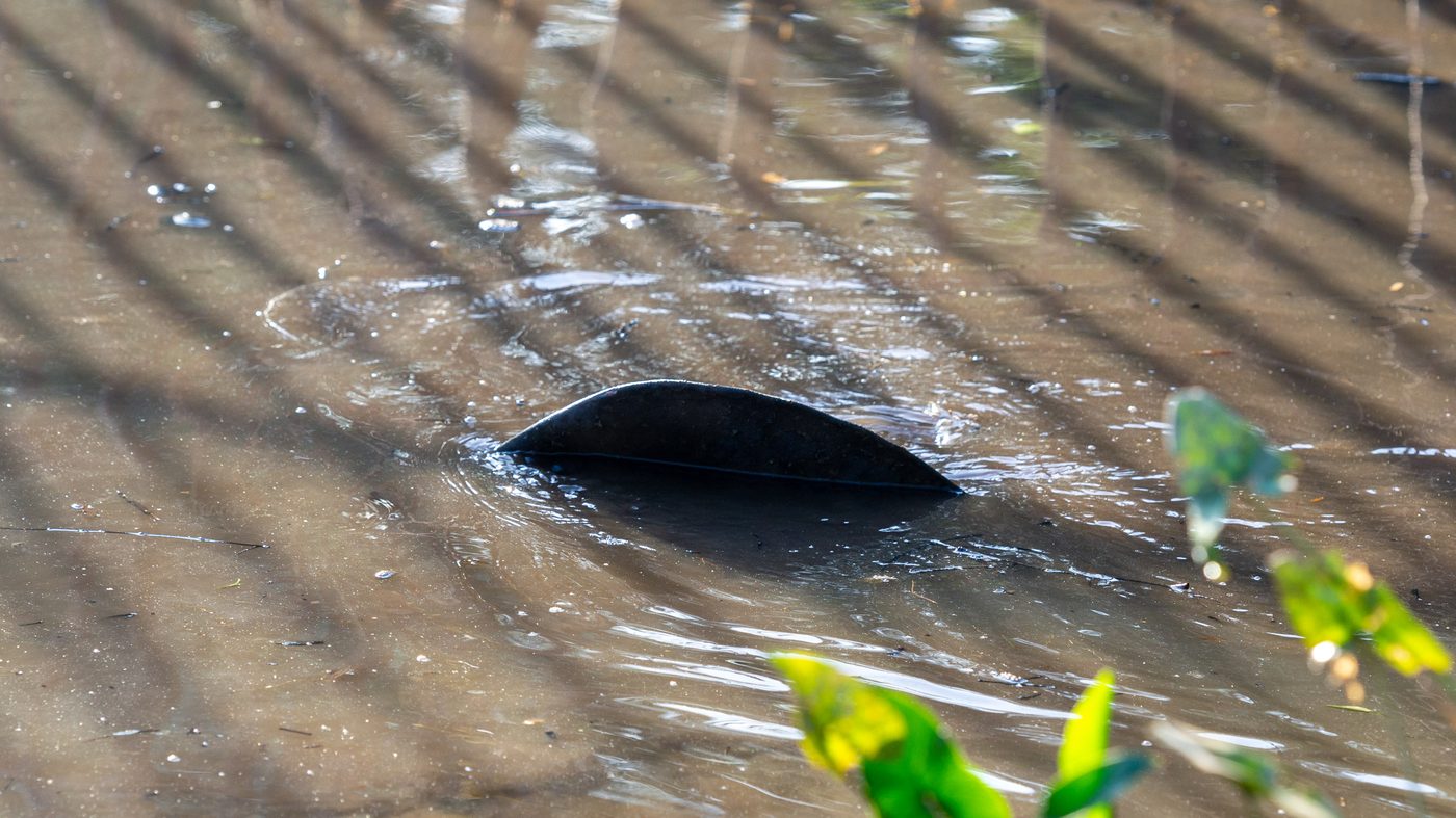 Peixe-boi-marinho, espécie agora criticamente ameaçada, sendo devolvido à natureza no Amapá, Brasil