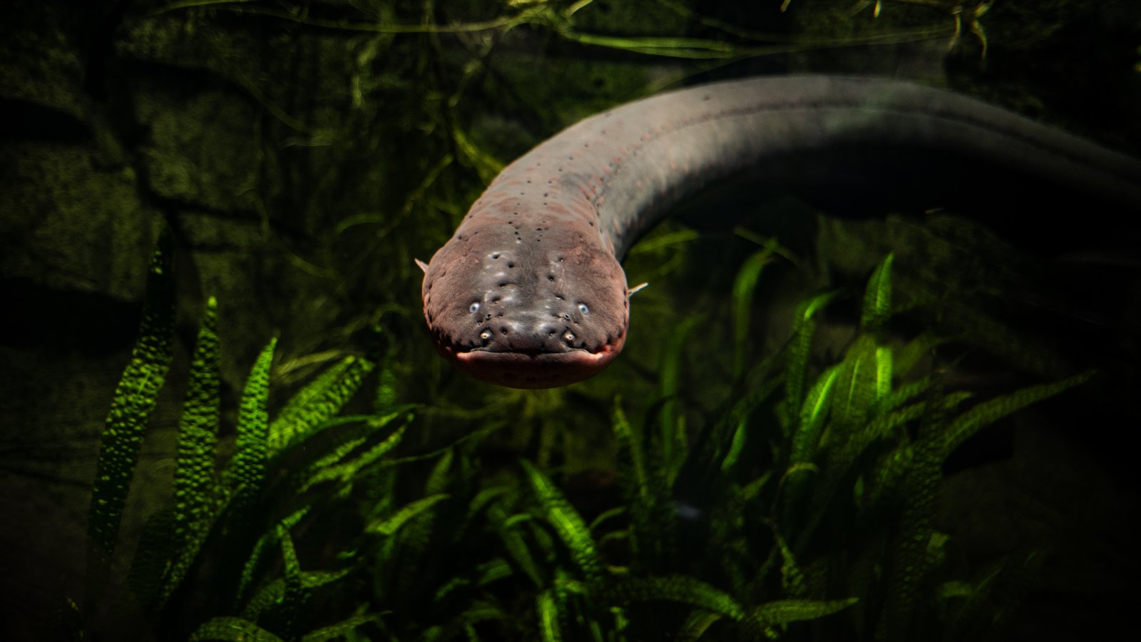 Peixe elétrico do gênero Electrophorus visto de frente dentro de um aquário, entre plantas aquáticas