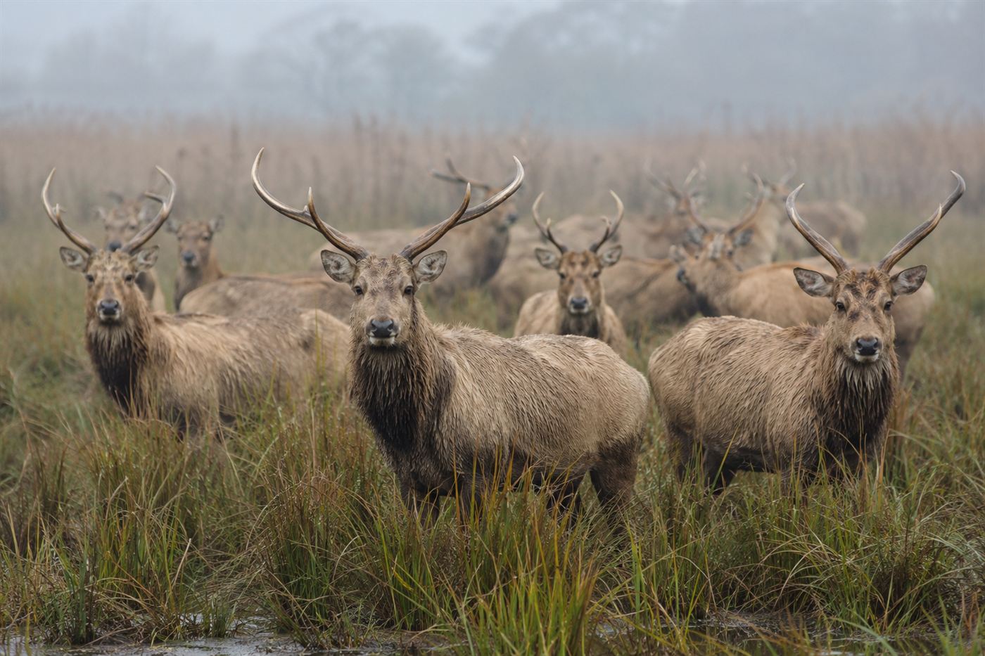 A herd of Pere David's deer, large marsh deer with backward-branching antlers, standing in wetland grass