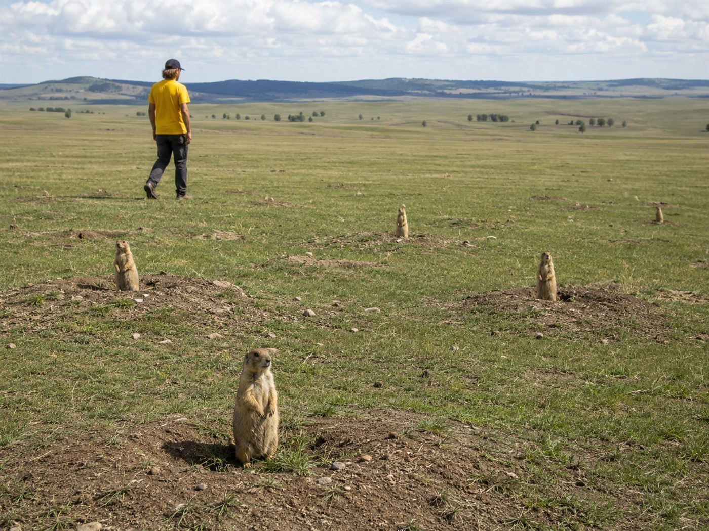 A person in a yellow shirt walking through a prairie dog town as the animals watch, the famous prairie dog language experiment
