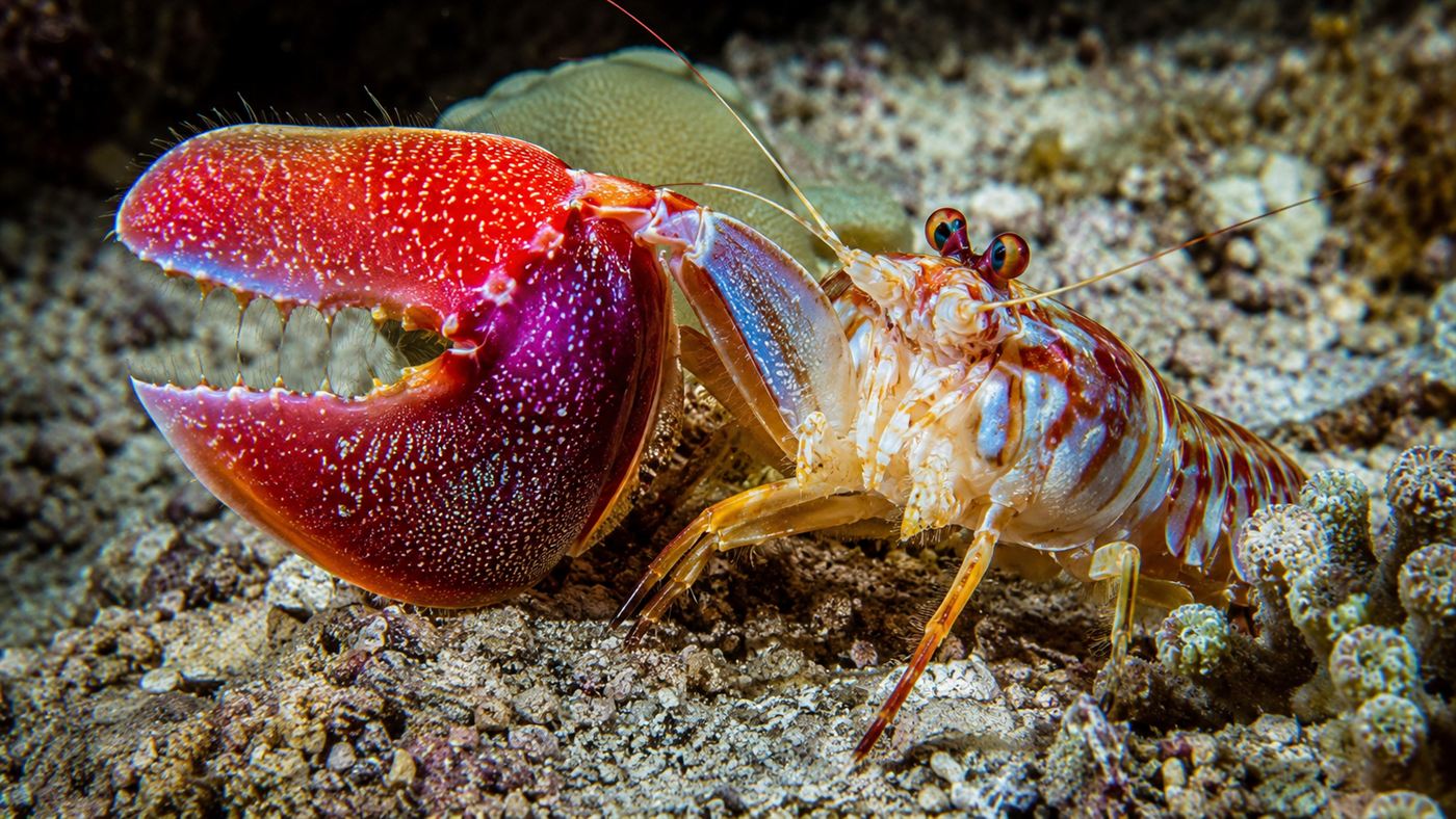 A close-up of a colourful pistol shrimp on the seabed with one enormous oversized claw held ready