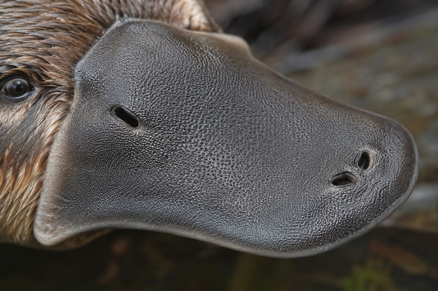 A close-up of a platypus's soft leathery duck-like bill, the surface dotted with tiny sensory pores