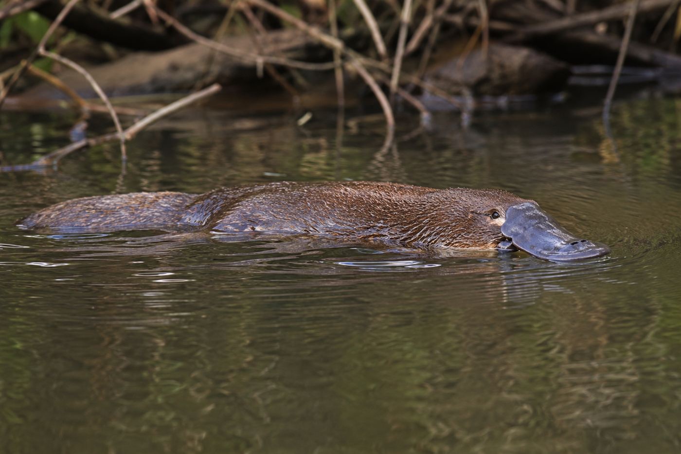 A platypus with its duck-like bill, dense brown fur and webbed feet swimming at the surface of a calm river