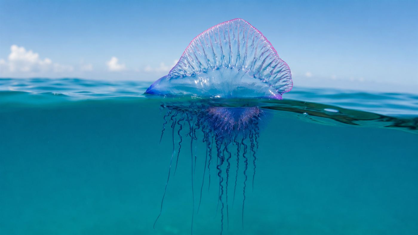 A Portuguese man o' war floating on the ocean surface with its translucent blue-and-pink gas float rising like a sail