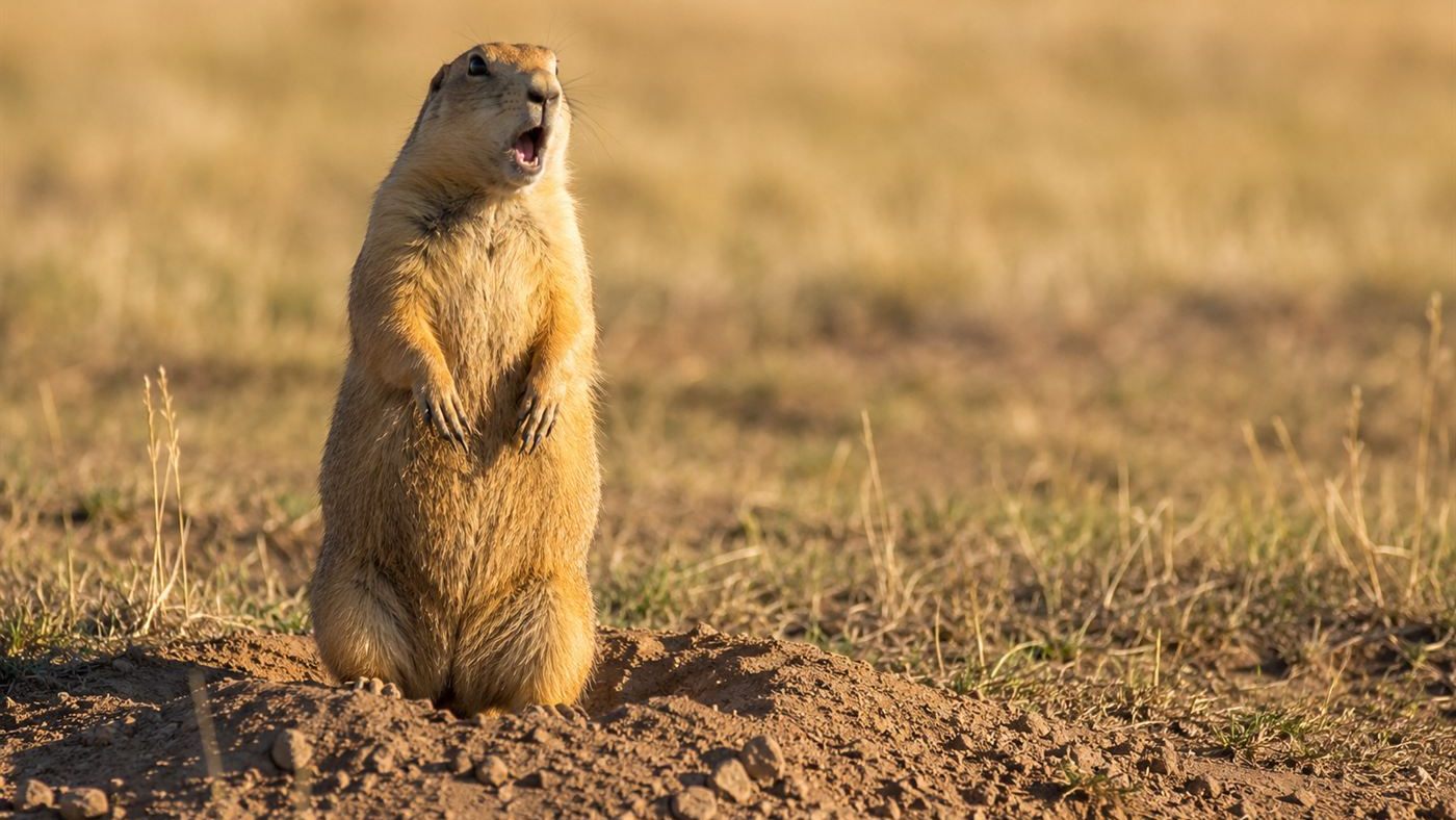 A prairie dog standing upright at its burrow with mouth open, giving the alarm call at the heart of prairie dog language