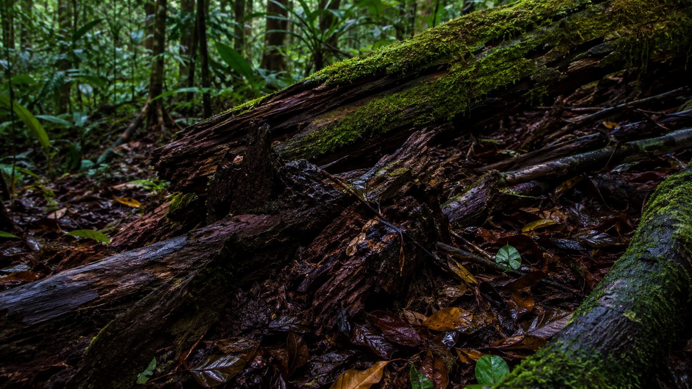 A damp tropical forest floor with rotting logs, moss and fallen leaves in soft light