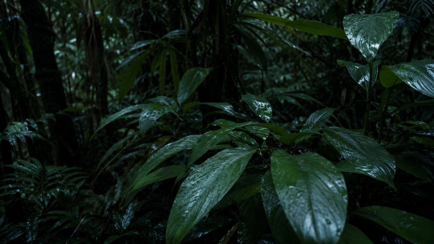 Glossy green rainforest leaves at night with soft moonlight and dew