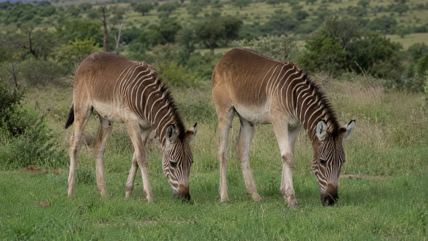 Rau quagga foals with reduced striping grazing on a South African reserve, bred to resemble the extinct quagga